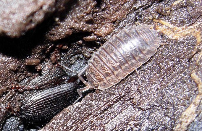 Armadillidium sp. e Oniscus asellus